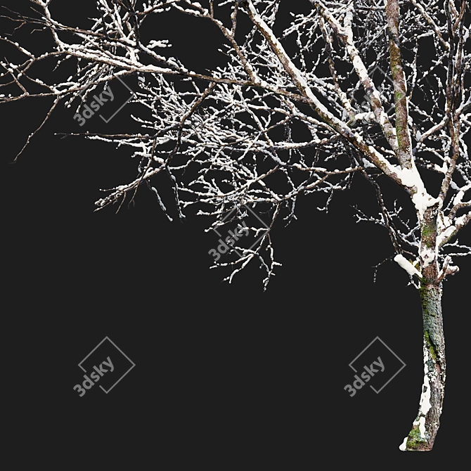 Green Ash 3D Tree Model 3D model image 3