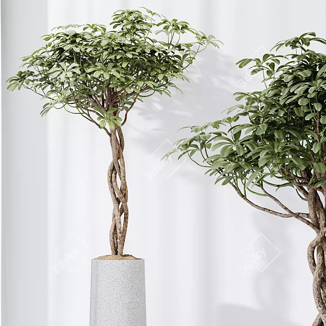 Tropical Plant 3D Models Set 3D model image 3