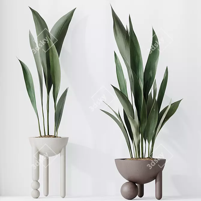 Durable Aspidistra Elatior Indoor Plant 3D model image 2