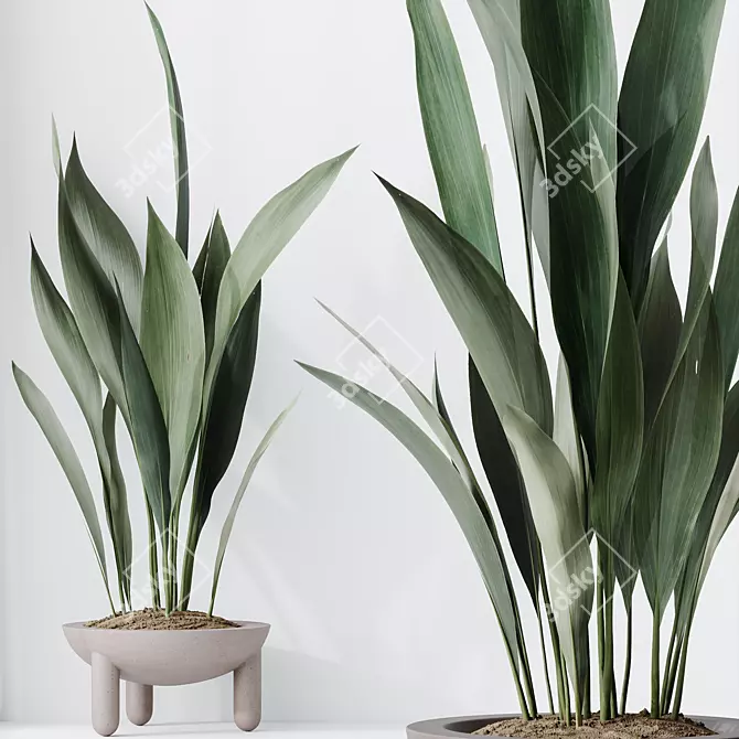 Durable Aspidistra Elatior Indoor Plant 3D model image 3