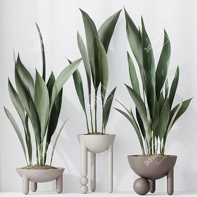 Durable Aspidistra Elatior Indoor Plant 3D model image 4