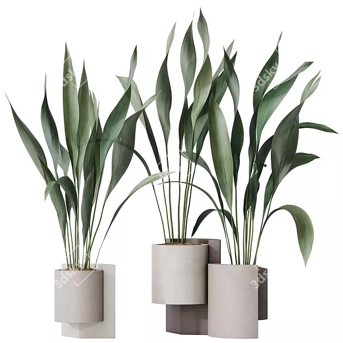 Hardy Aspidistra Cast Iron Plants 3D model image 1