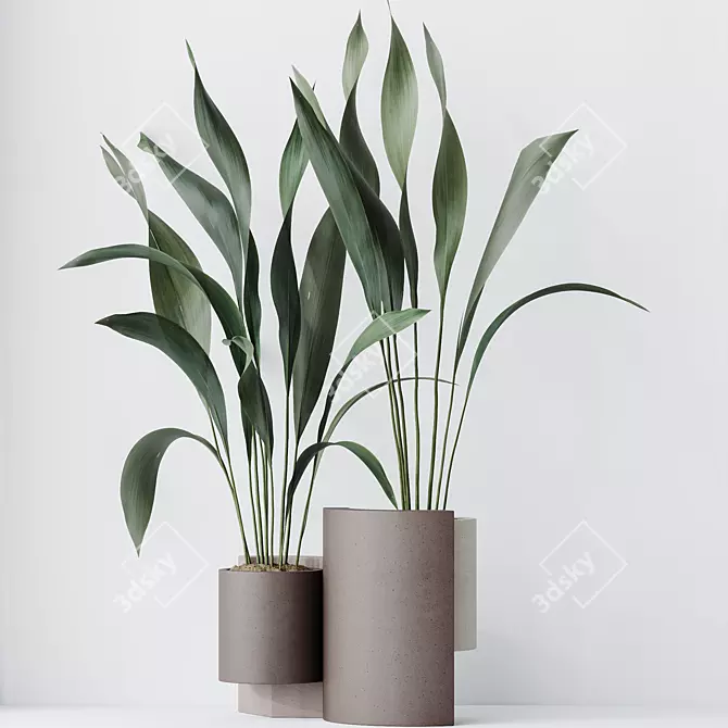 Hardy Aspidistra Cast Iron Plants 3D model image 2