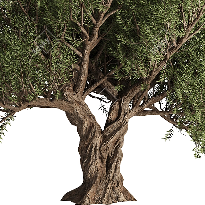 Alluring Olive Tree Set 3D 3D model image 2