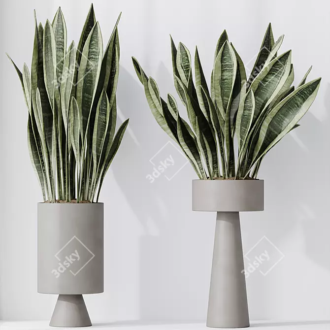 Elegant Sansevieria Trifasciata Houseplant 3D model image 2