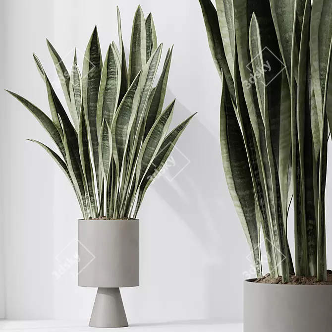 Elegant Sansevieria Trifasciata Houseplant 3D model image 3