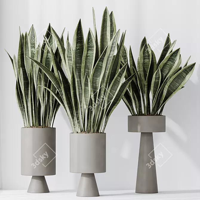 Elegant Sansevieria Trifasciata Houseplant 3D model image 4