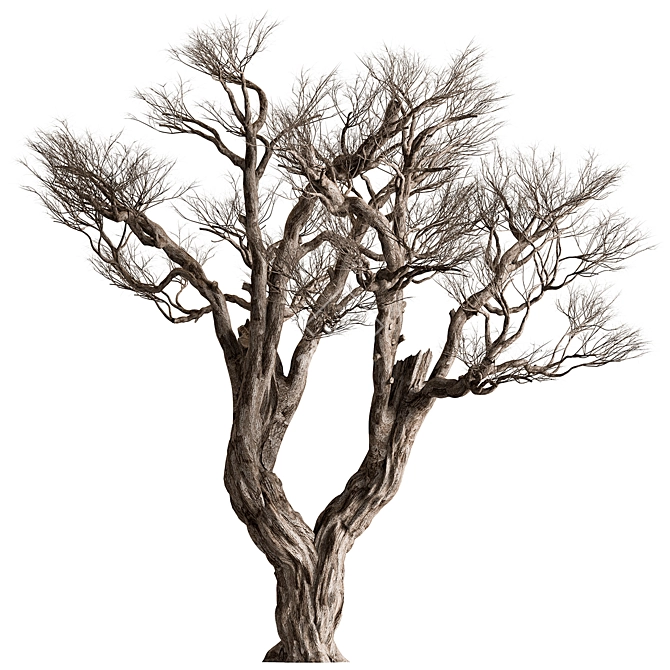 Rustic Dry Olive Tree Set 3D model image 1