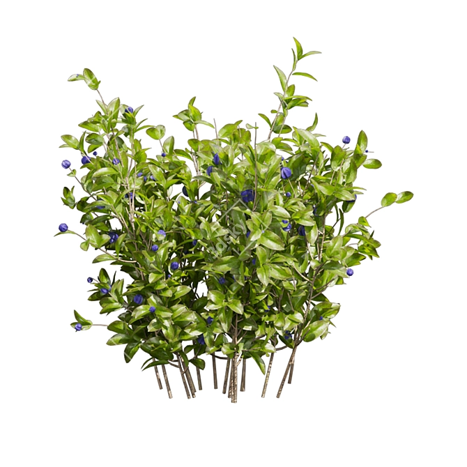 Blueberry Bush 3D Plant Model 3D model image 3