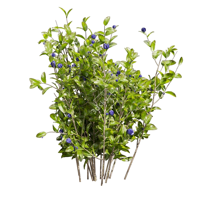 Blueberry Bush 3D Plant Model 3D model image 4