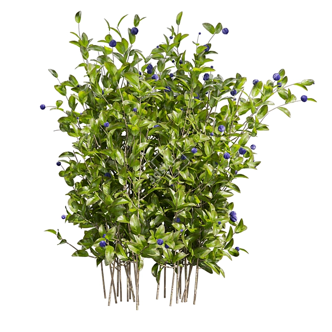 Blueberry Bush 3D Plant Model 3D model image 5