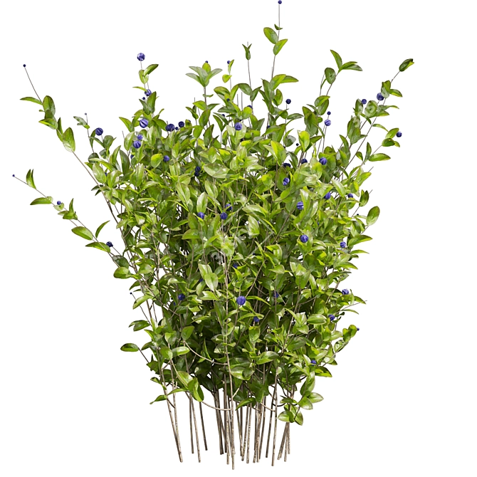 Blueberry Bush 3D Plant Model 3D model image 6