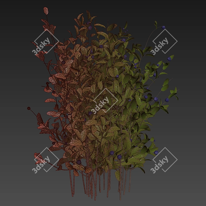 Blueberry Bush 3D Plant Model 3D model image 7