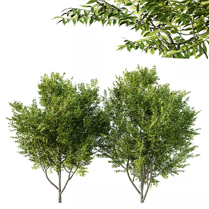 Manchurian Ash Tree 3D Models 3D model image 1