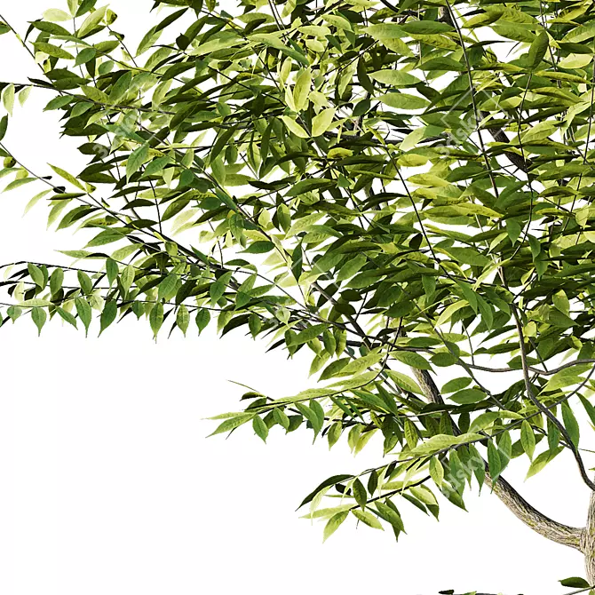 Manchurian Ash Tree 3D Models 3D model image 4