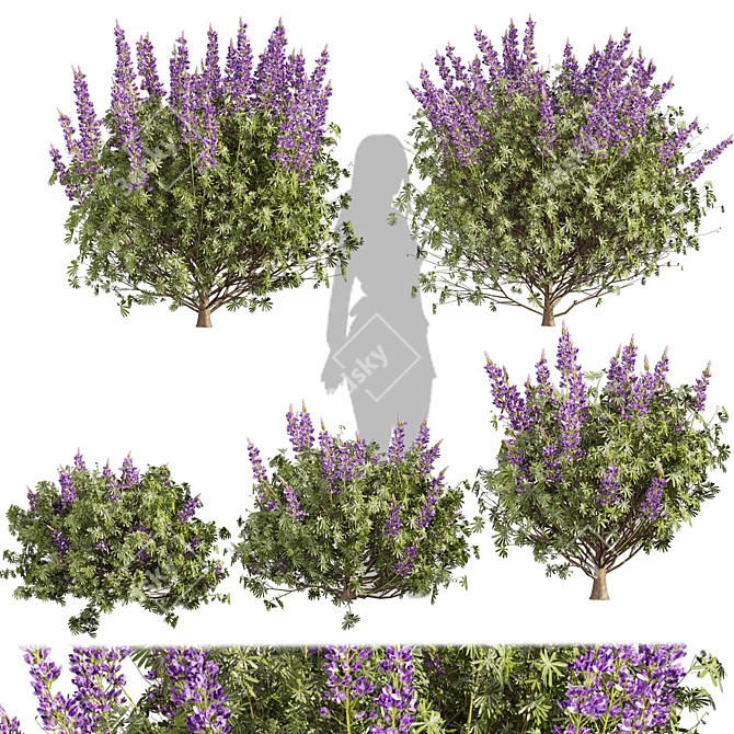 Premium Lupinus Albifrons Bush Model 3D model image 1