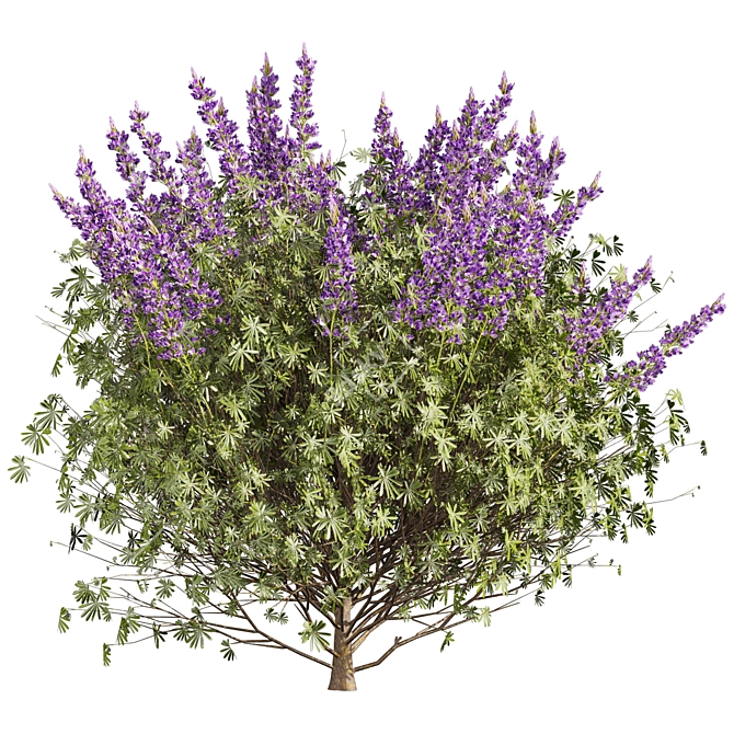Premium Lupinus Albifrons Bush Model 3D model image 2