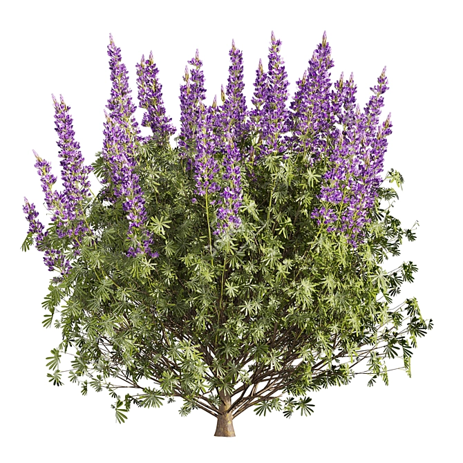 Premium Lupinus Albifrons Bush Model 3D model image 3