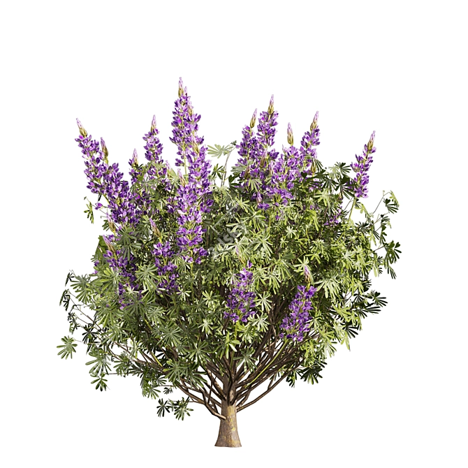Premium Lupinus Albifrons Bush Model 3D model image 4