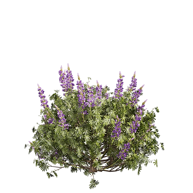 Premium Lupinus Albifrons Bush Model 3D model image 5