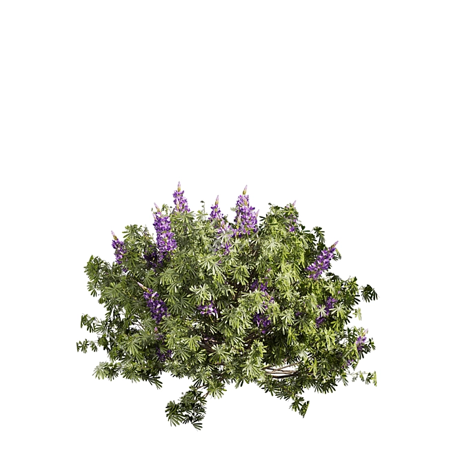 Premium Lupinus Albifrons Bush Model 3D model image 6