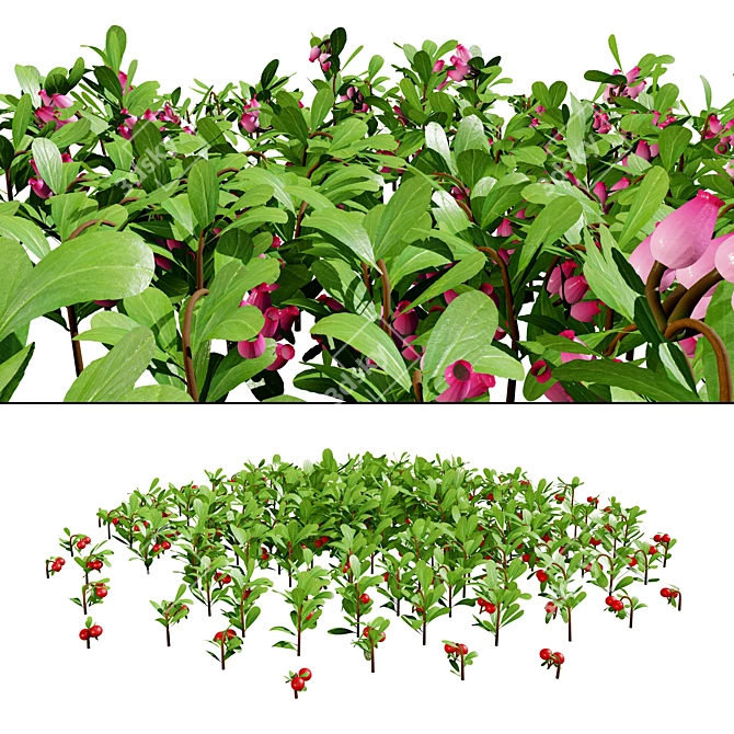 Hybrid Bearberry 3D Models	Collection 3D model image 1