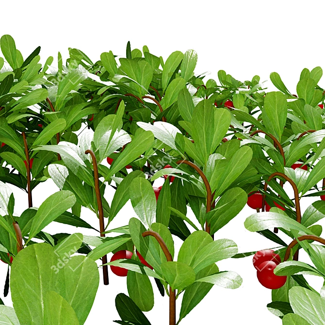 Hybrid Bearberry 3D Models	Collection 3D model image 4