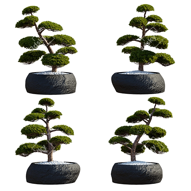 Yew Berry Niwaki in Planter 3D model image 2