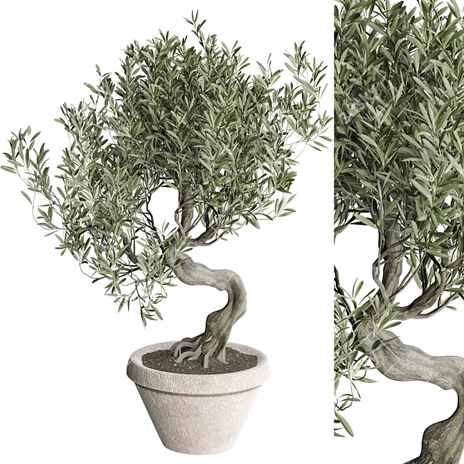 Modern Indoor Plant 3D Model 3D model image 1