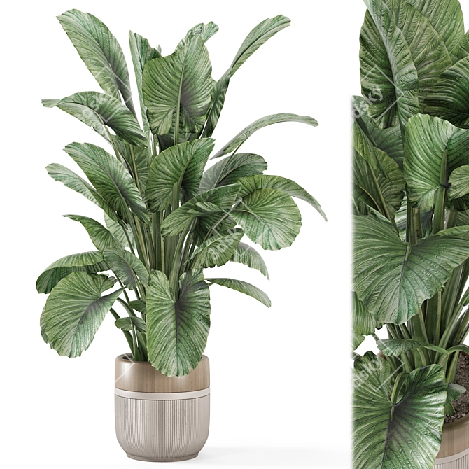 Modern Indoor Plants Set 2015 3D model image 1