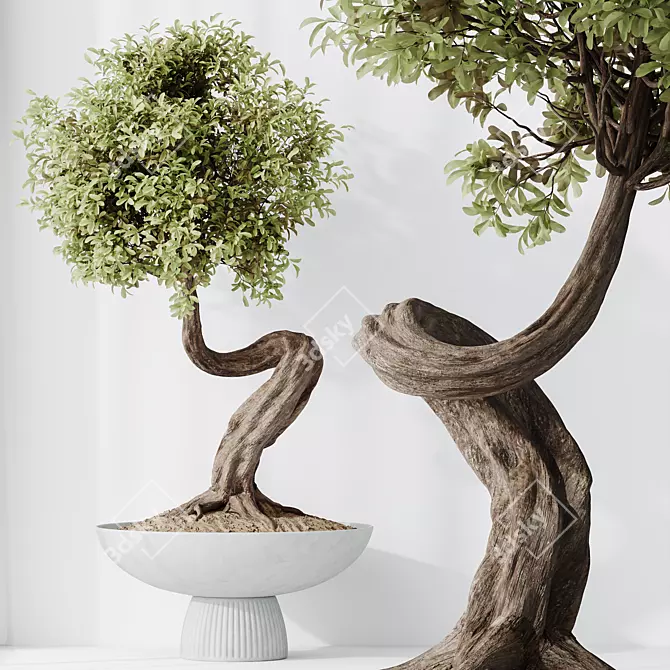 Ginseng Ficus Bonsai Tree Kit 3D model image 3