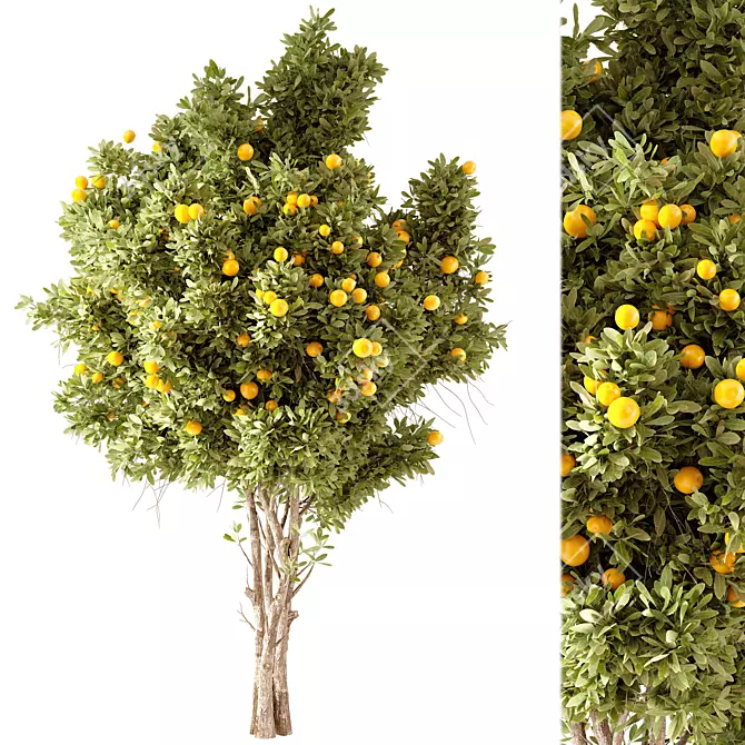 Lush Orange Tree Model 3D model image 1