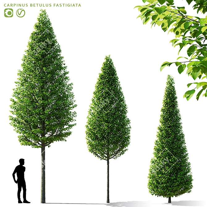 Carpinus Betulus Fastigiata Set 3D model image 1