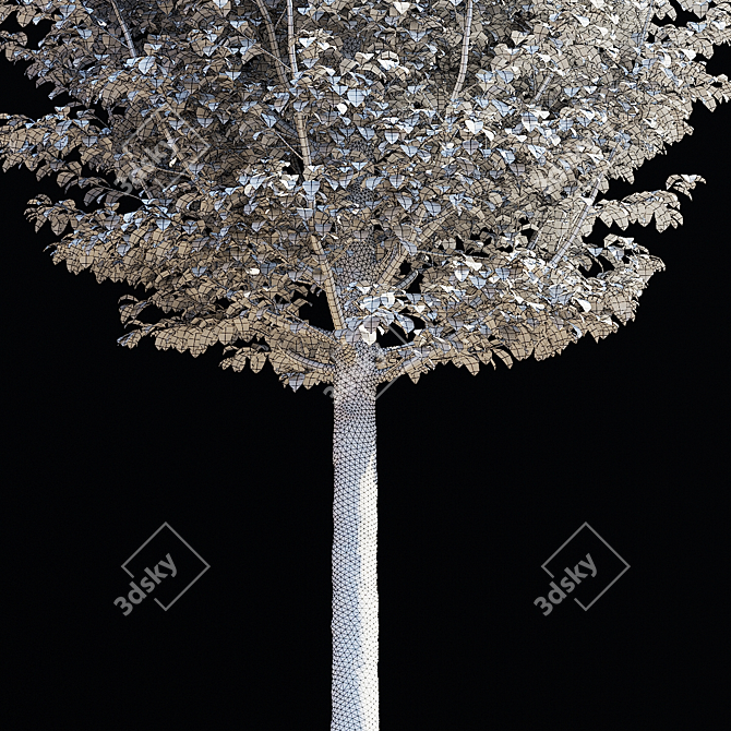 Carpinus Betulus Fastigiata Set 3D model image 5