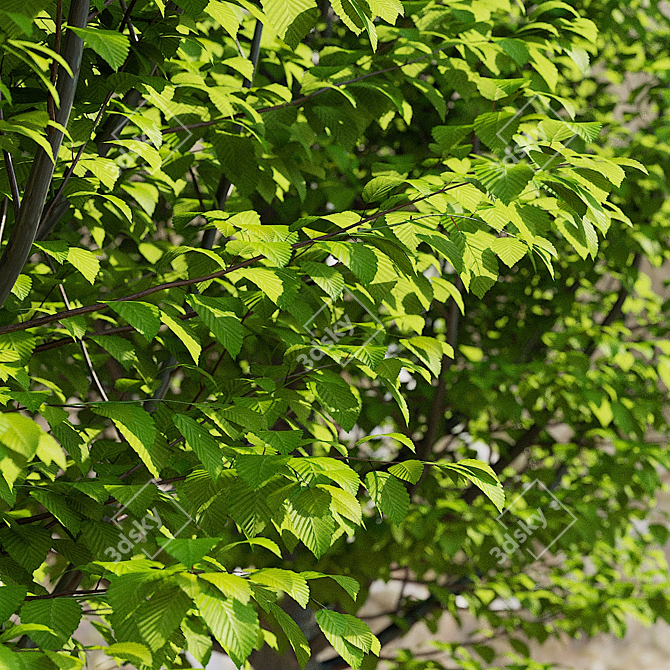 Carpinus Betulus Fastigiata Set 3D model image 6