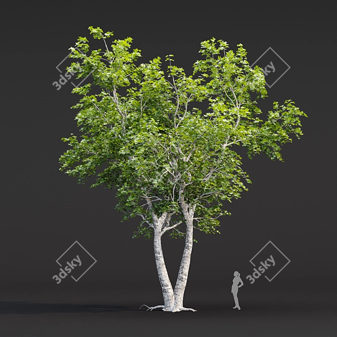 Tree Collection 3D Models Pack 3D model image 4
