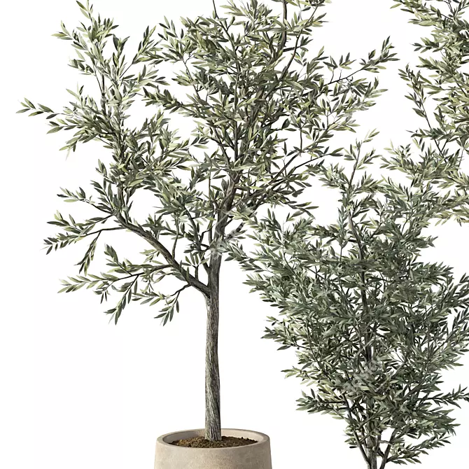 Hearty Olive Plant Set 3D model image 2