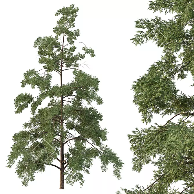 Chamaecyparis 3D Tree Models 3D model image 3