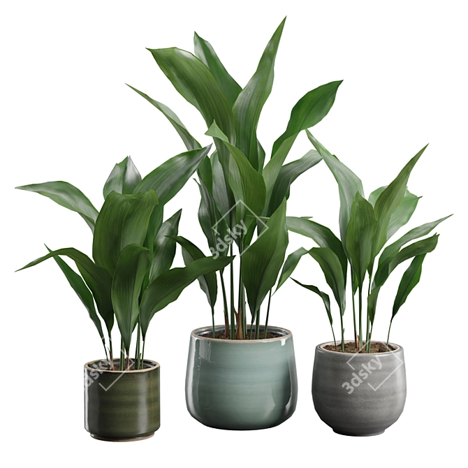 Glossy Cast Iron Plant Pack 3D model image 1