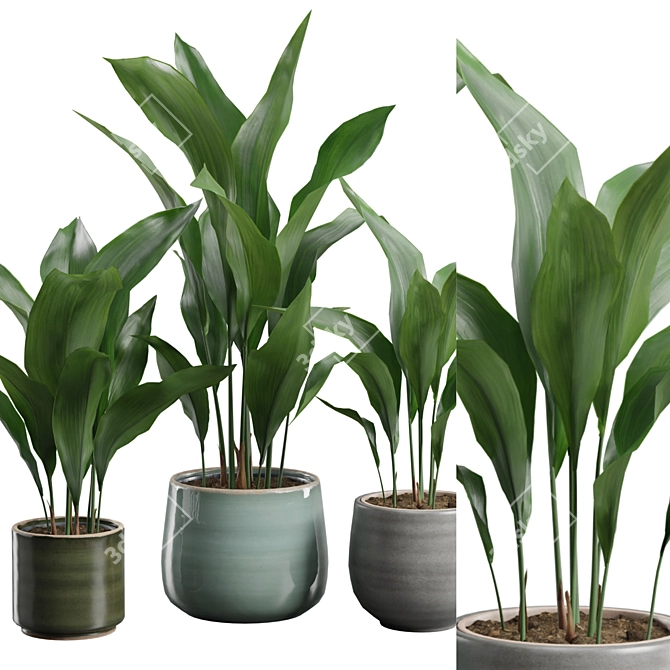 Glossy Cast Iron Plant Pack 3D model image 2