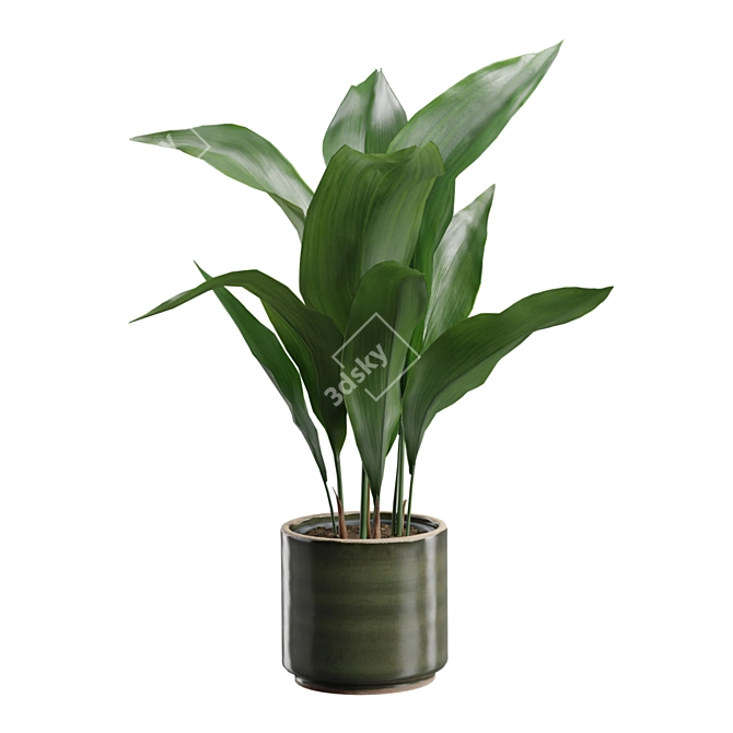 Glossy Cast Iron Plant Pack 3D model image 5