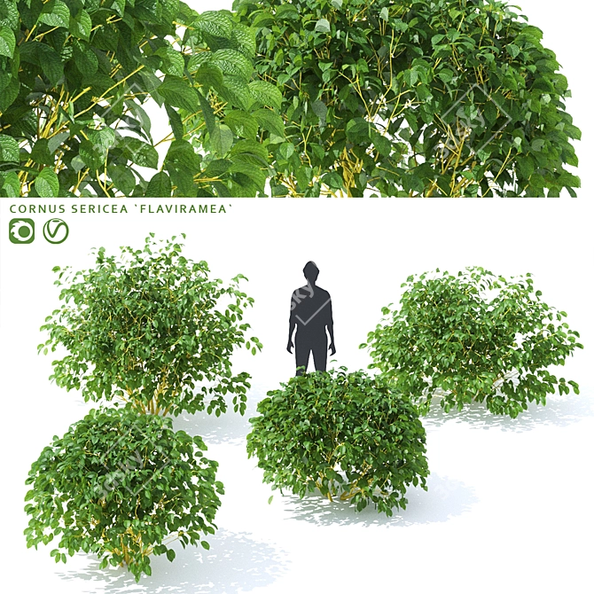 Flaviramea Dogwood 3D Models 3D model image 1