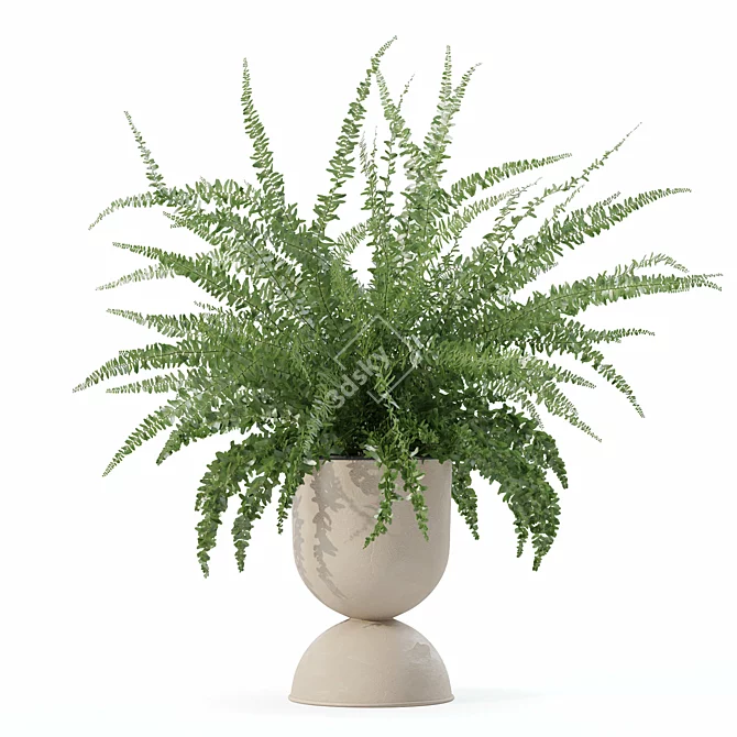 Modern Fern Plant Pot Beauty 3D model image 3