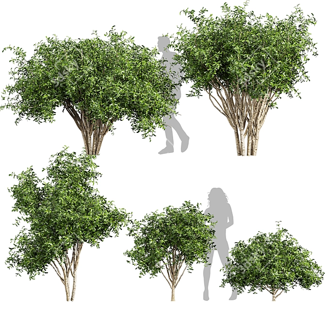 Pittosporum Hosmerit Shrub Outdoor Model 3D model image 1