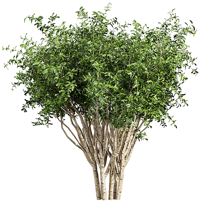 Pittosporum Hosmerit Shrub Outdoor Model 3D model image 2