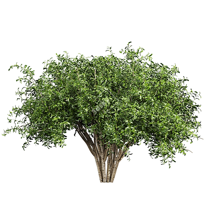 Pittosporum Hosmerit Shrub Outdoor Model 3D model image 3