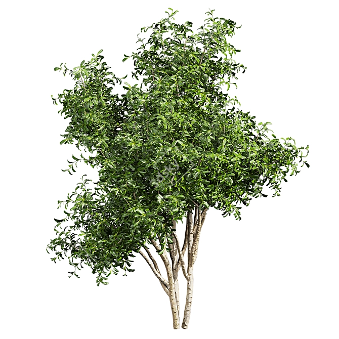 Pittosporum Hosmerit Shrub Outdoor Model 3D model image 4