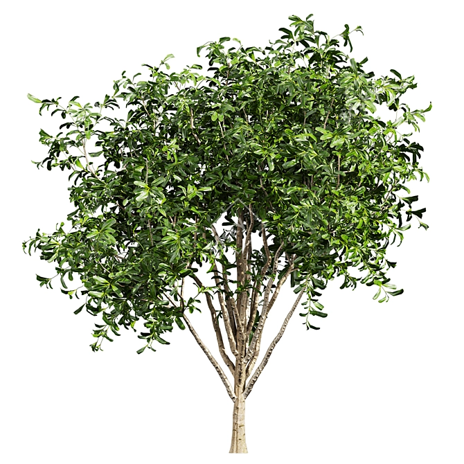 Pittosporum Hosmerit Shrub Outdoor Model 3D model image 5