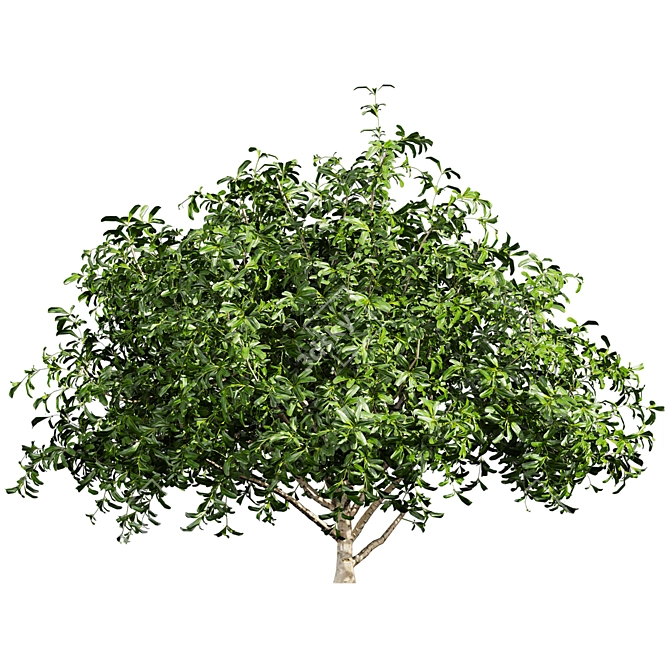 Pittosporum Hosmerit Shrub Outdoor Model 3D model image 6