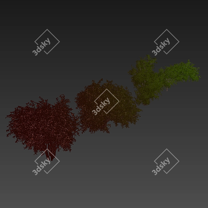 Pittosporum Hosmerit Shrub Outdoor Model 3D model image 7